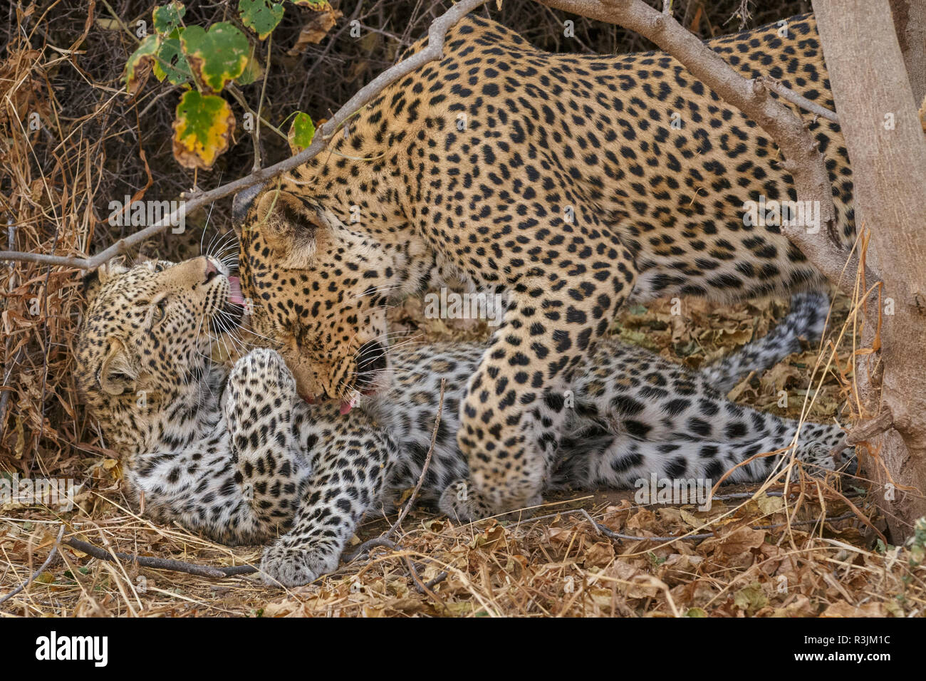 Leoparden, Mashatu finden, Botswana Stockfoto