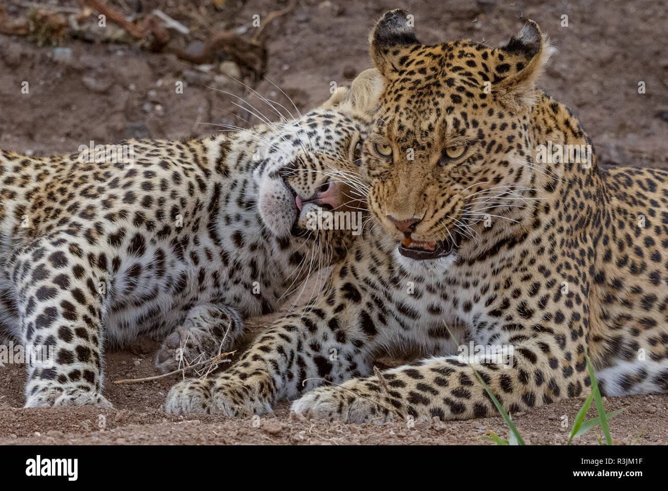 Leoparden, Mashatu finden, Botswana Stockfoto