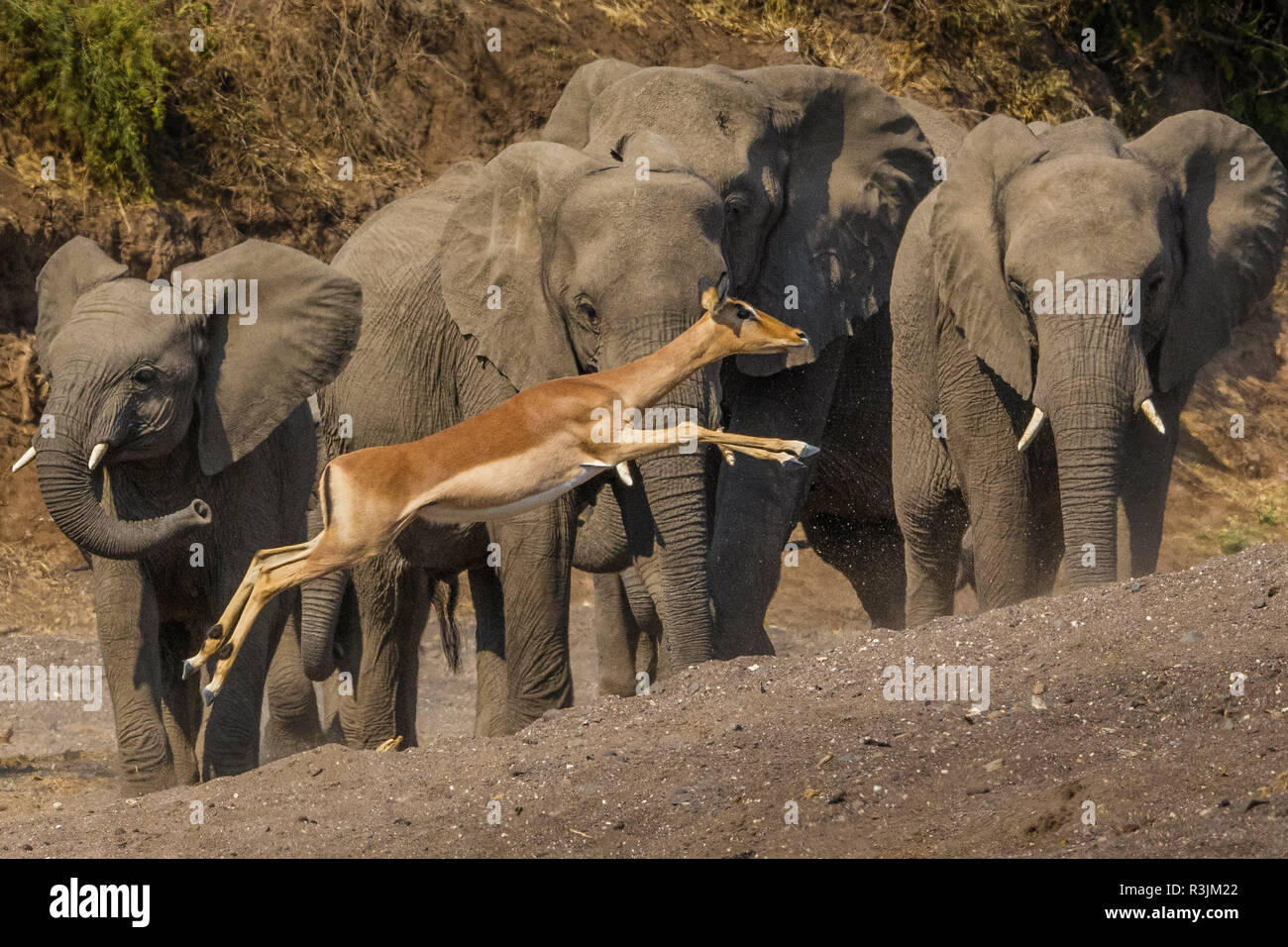 Impala und Afrikanische Elefanten, Mashatu finden, Botswana Stockfoto