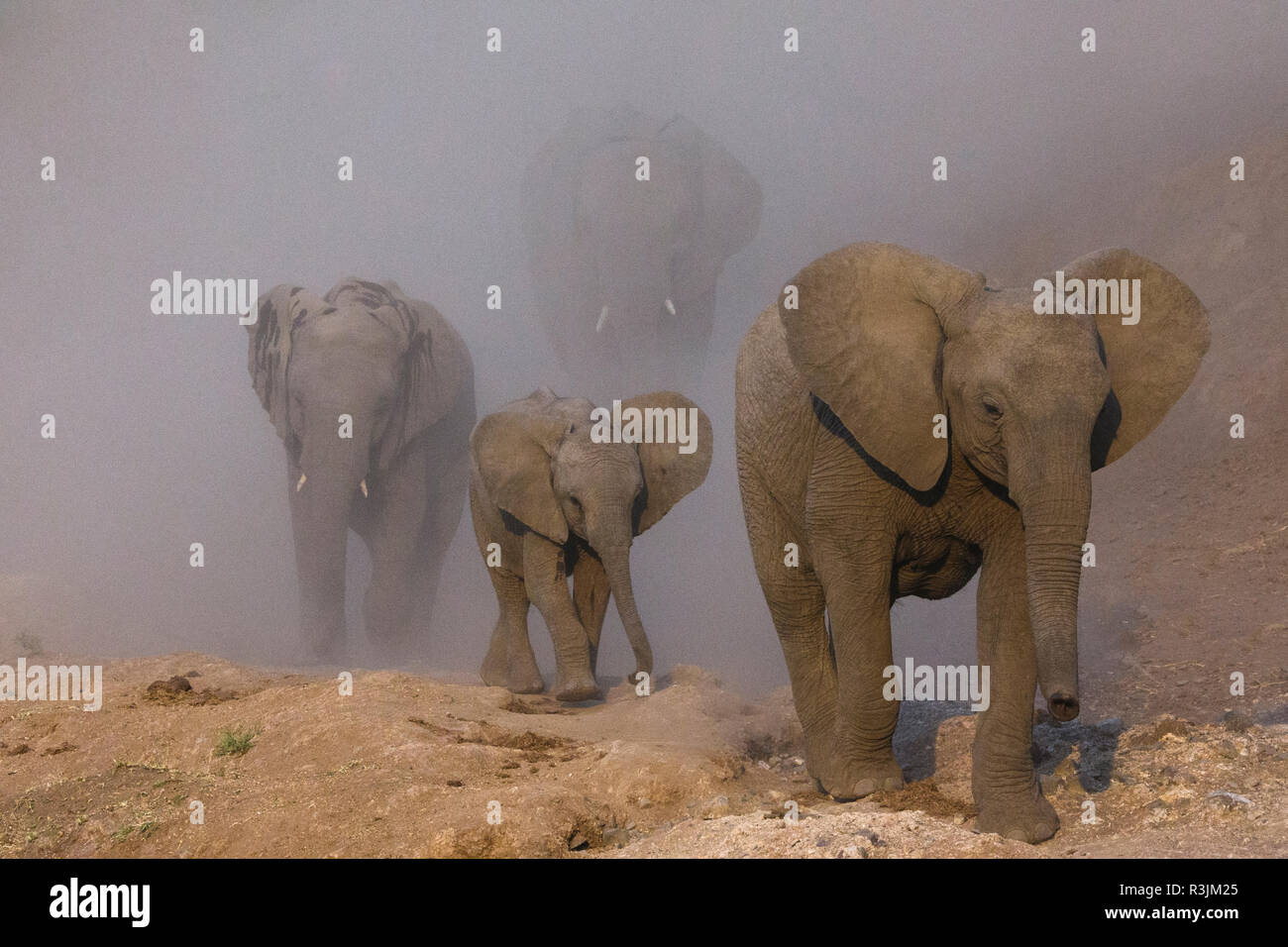 Afrikanische Elefanten, Mashatu finden, Botswana Stockfoto