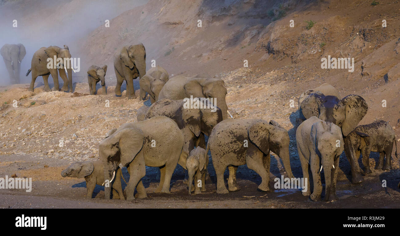 Elefantenherde, Mashatu finden, Botswana Stockfoto