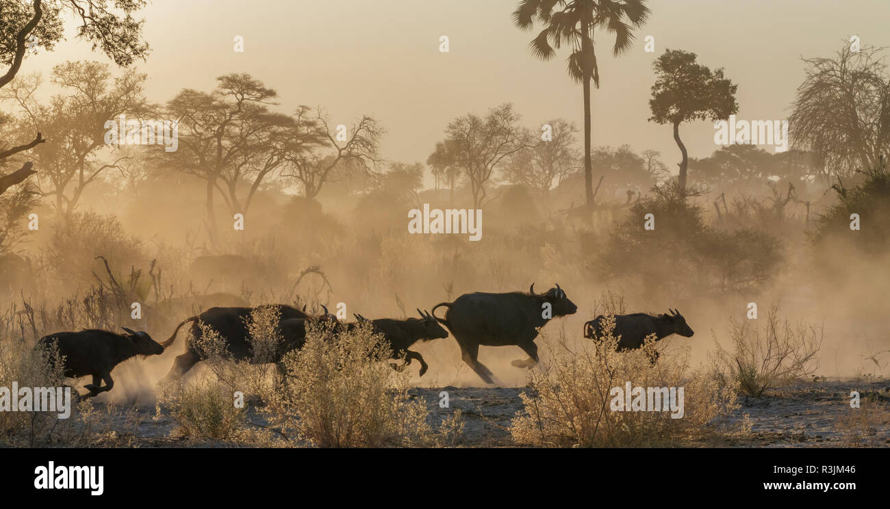 Afrikanische Büffelherde, Okavango Delta, Botswana Stockfoto
