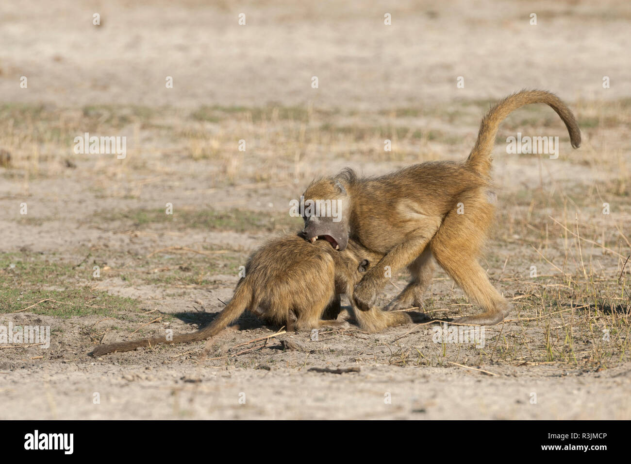 Botswana, Afrika. Zwei Chacma Paviane zu kämpfen. Stockfoto