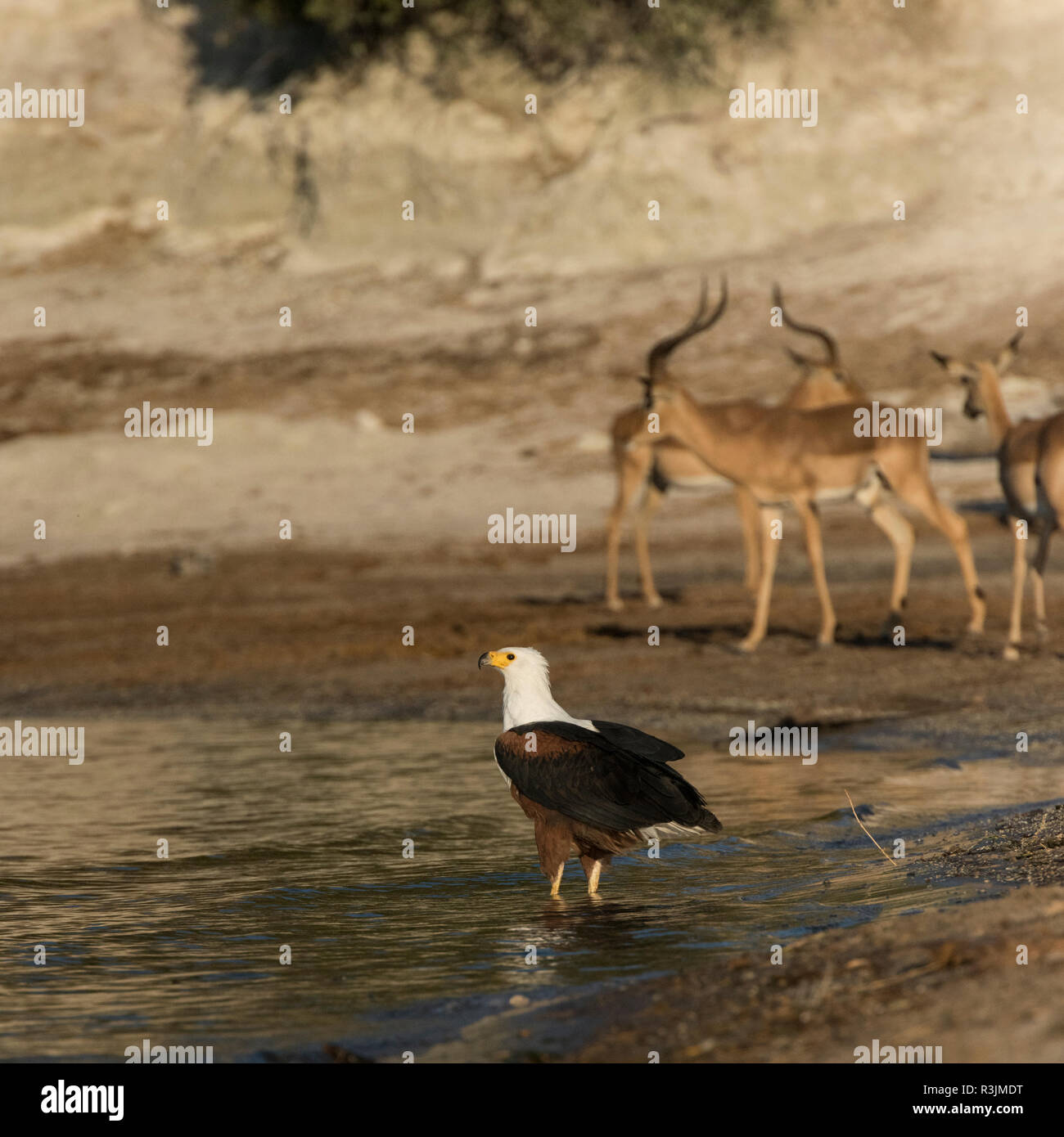 Botswana, Afrika. African Fish Eagle in der Chobe Fluß. Stockfoto