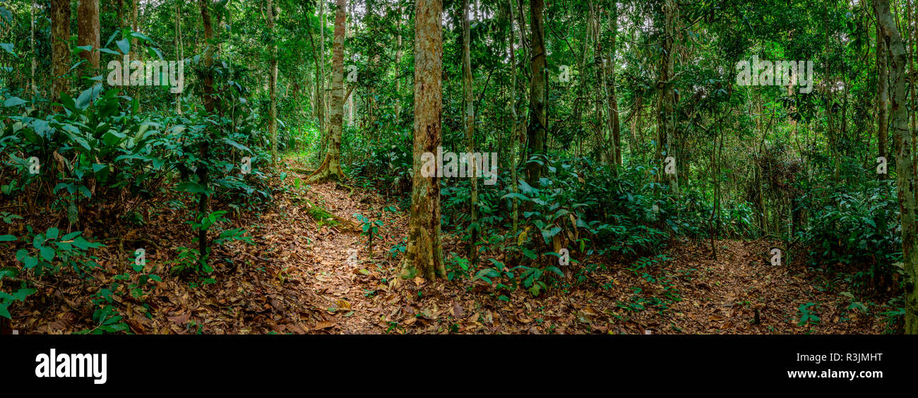 Marantaceae Wald Interieur. Odzala-Kokoua National Park. Region Cuvette-Ouest. Republik Kongo Stockfoto