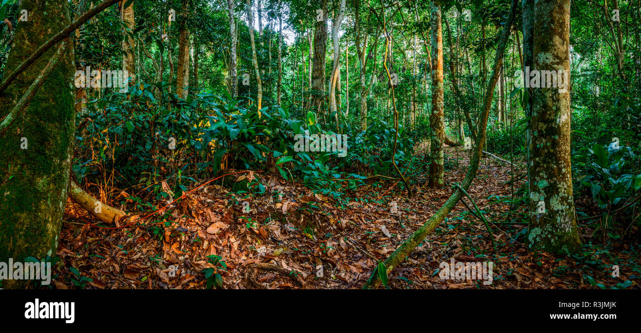 Marantaceae Wald Interieur. Odzala-Kokoua National Park. Region Cuvette-Ouest. Republik Kongo Stockfoto