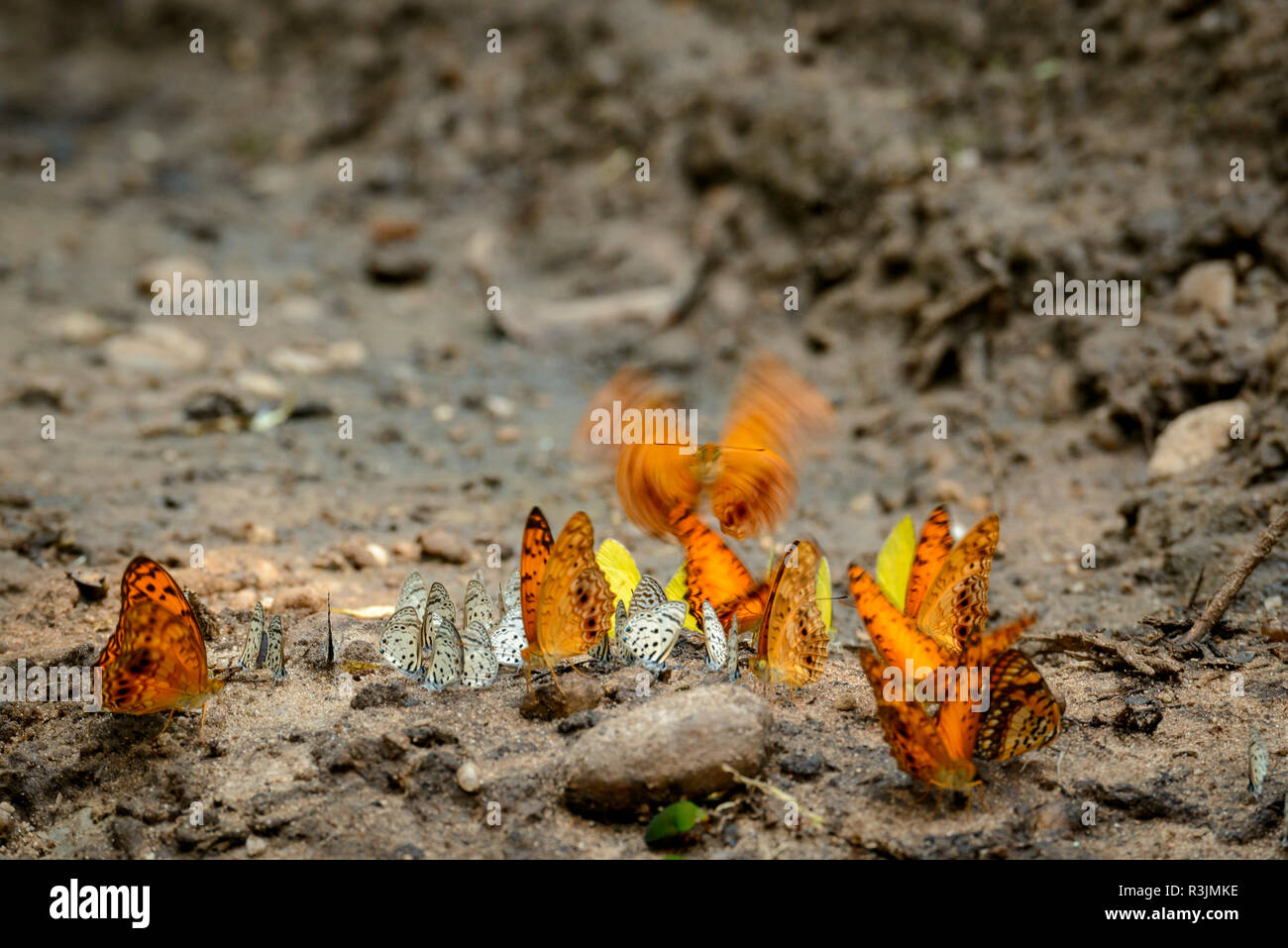 Schmetterlinge. Odzala-Kokoua National Park. Region Cuvette-Ouest. Republik Kongo Stockfoto