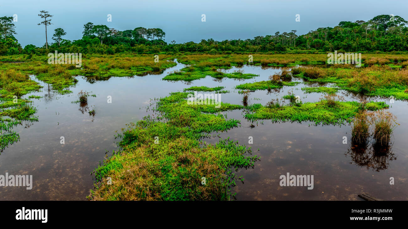 Lango Bai. Odzala-Kokoua National Park. Region Cuvette-Ouest. Republik Kongo Stockfoto
