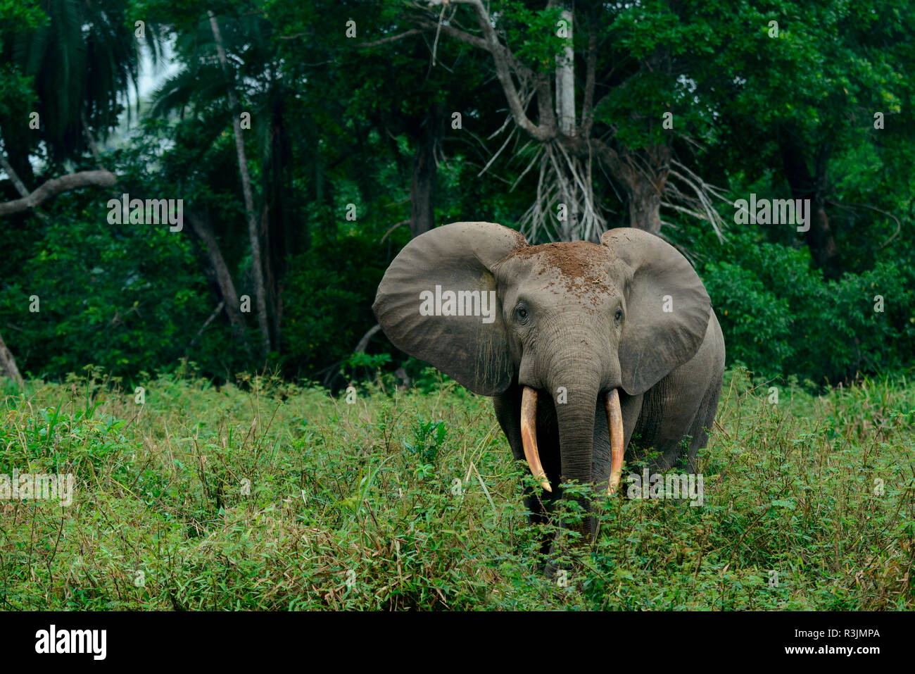 Afrikanische Waldelefant (Loxodonta cyclotis). Odzala-Kokoua National Park. Region Cuvette-Ouest. Republik Kongo Stockfoto