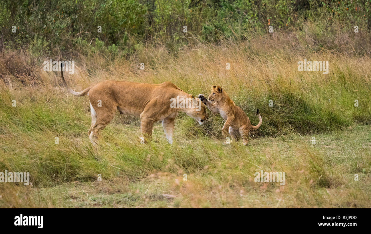Afrika, Kenia, Masai Mara National Reserve. Lion cub Spielen mit Mutter. Kredit als: Bill Young/Jaynes Galerie/DanitaDelimont.com Stockfoto