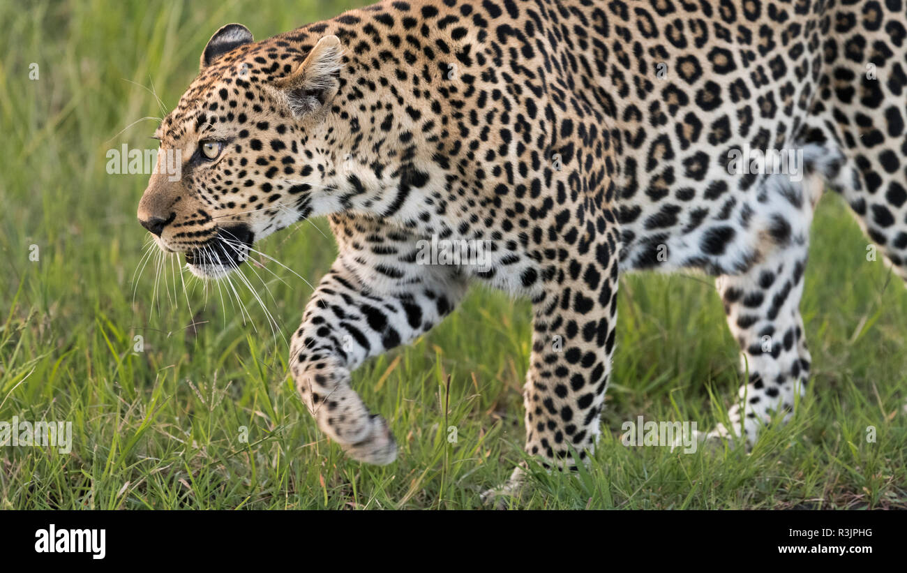 Afrika, Kenia, Masai Mara National Reserve. Close-up walking Leopard. Kredit als: Bill Young/Jaynes Galerie/DanitaDelimont.com Stockfoto