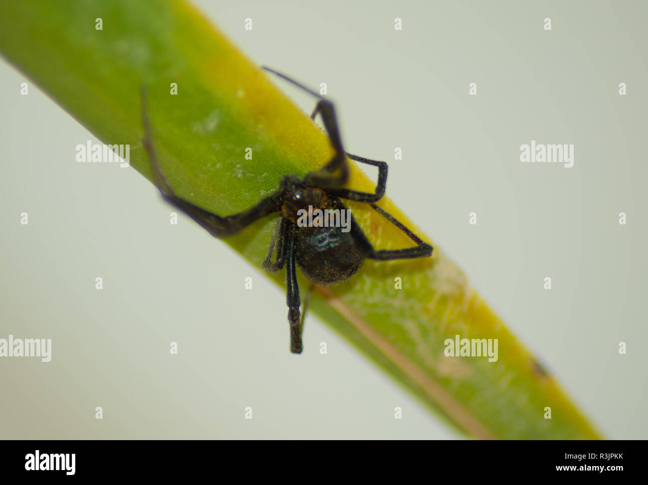 Black Widow Spider, Baja California, Mexiko Stockfoto