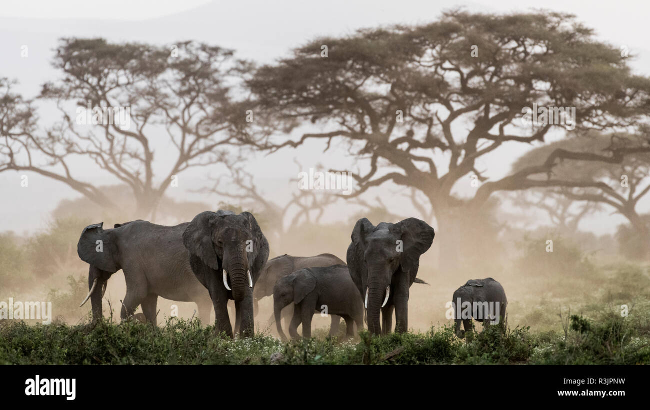 Afrika, Kenia, Amboseli National Park. Elefanten und Regenschirm thorn Akazien. Kredit als: Bill Young/Jaynes Galerie/DanitaDelimont.com Stockfoto