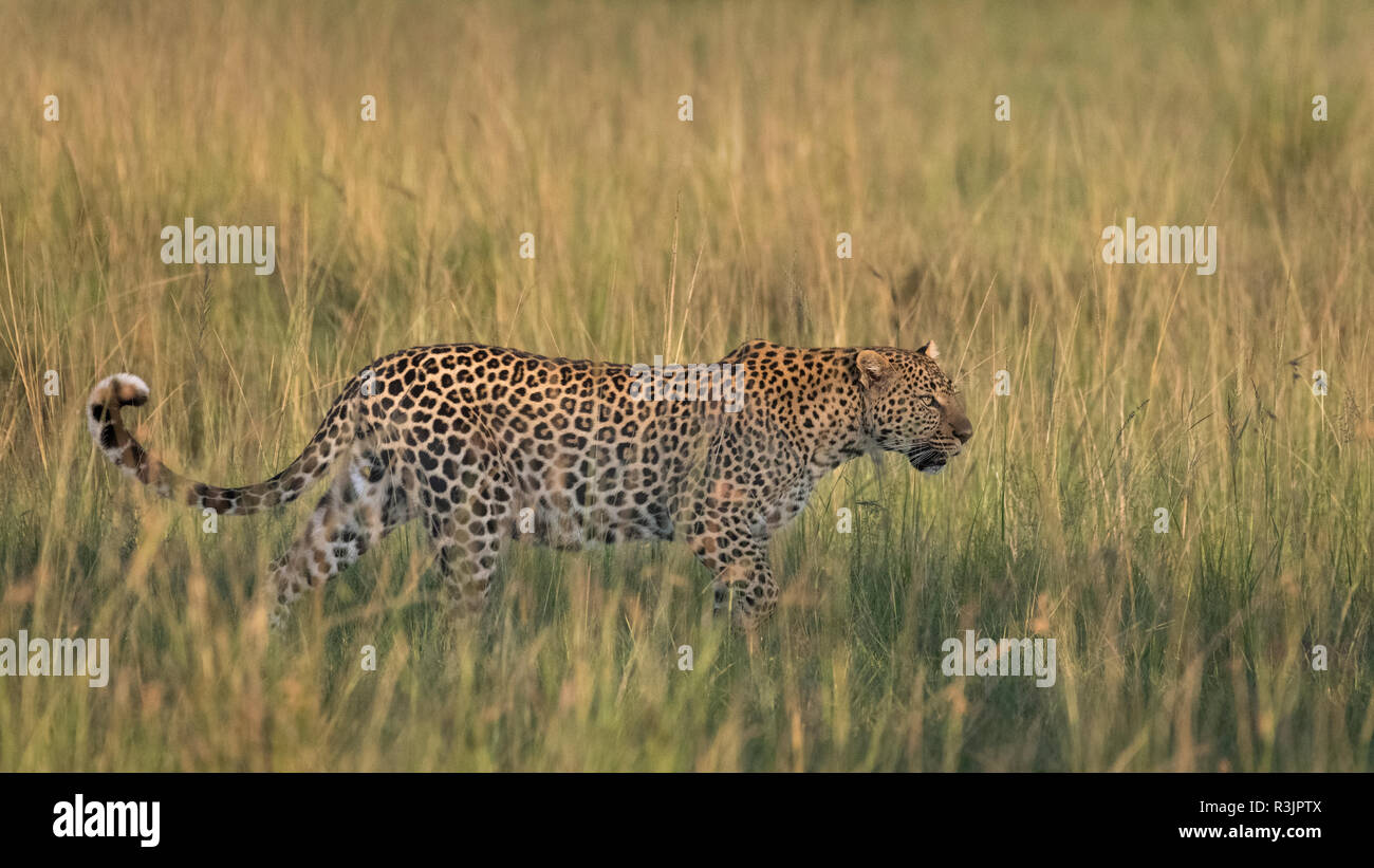 Afrika, Kenia, Masai Mara National Reserve. Close-up walking Leopard. Kredit als: Bill Young/Jaynes Galerie/DanitaDelimont.com Stockfoto