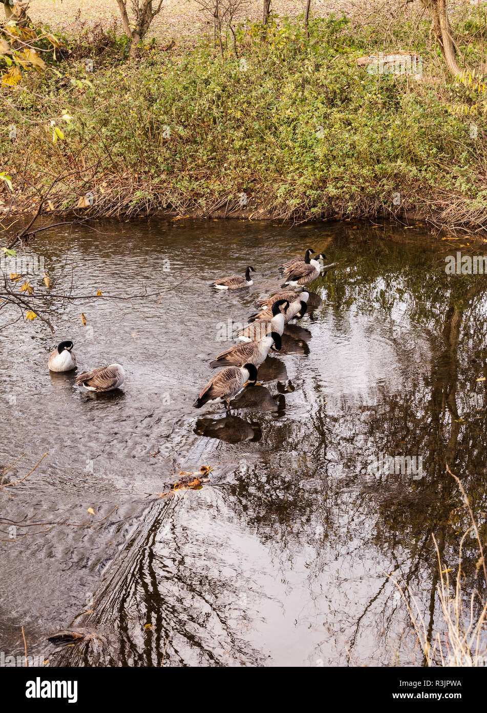 Enten Futter für ein Rennen auf dem Fluss Skerne in der South Park, Darlington, England, Großbritannien Stockfoto