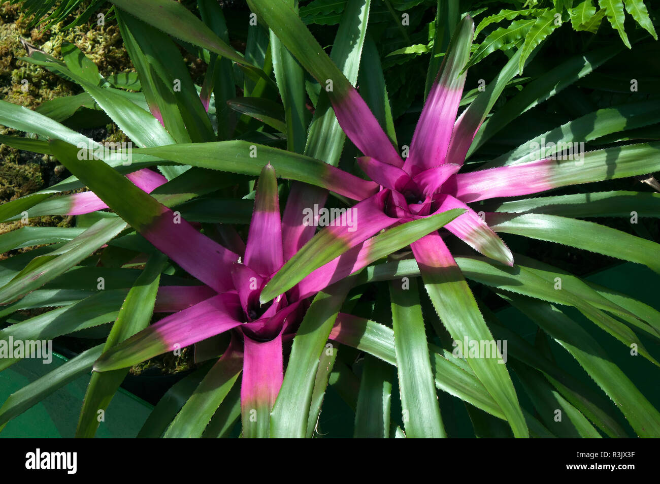 Sydney Australien, hell rosa Neoregelia Anlage zentriert Stockfoto