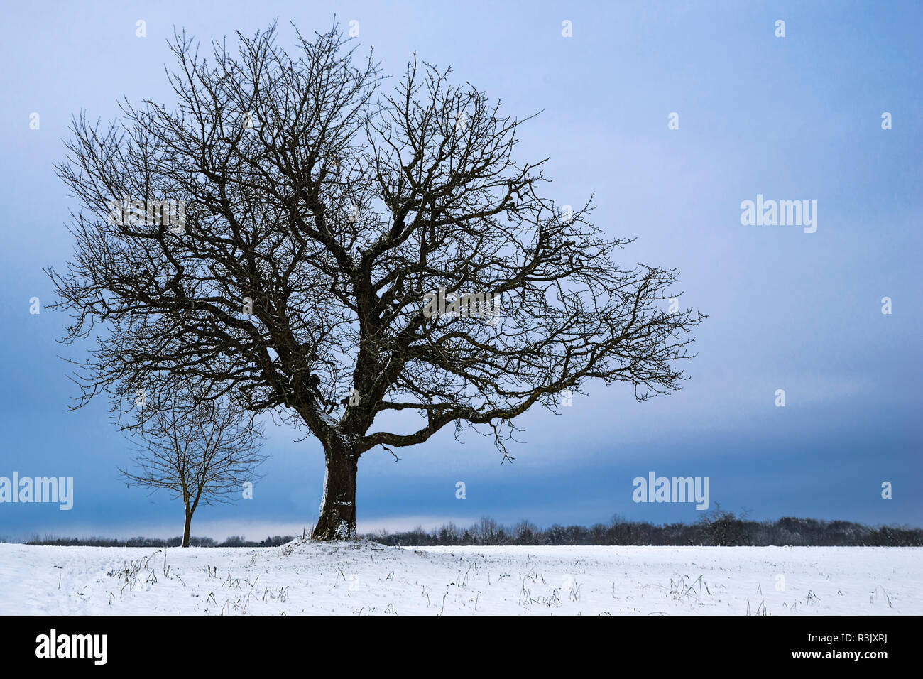 Wintermelmütigkeit mit Cherry Tree Stockfoto