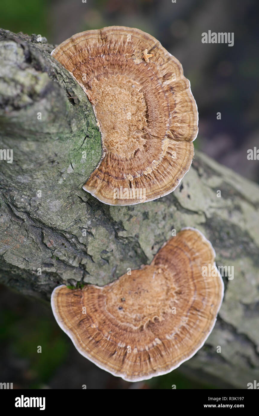 Daedaleopsis Confragosa, allgemein bekannt als die dünnen ummauerte Labyrinth Polypore oder die errötende Halterung Stockfoto