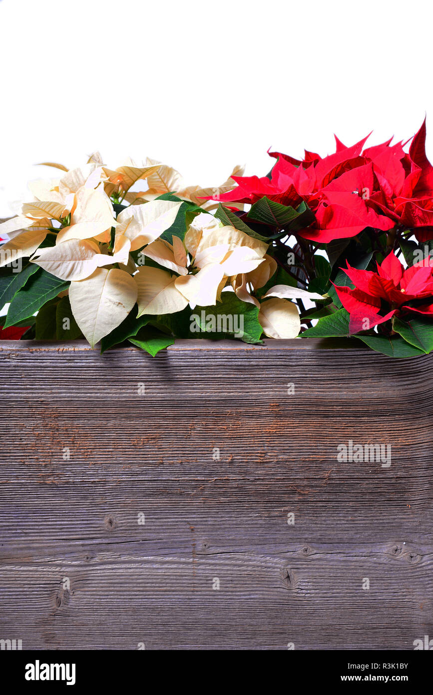 Weihnachtsstern Holz Hintergrund Stockfoto