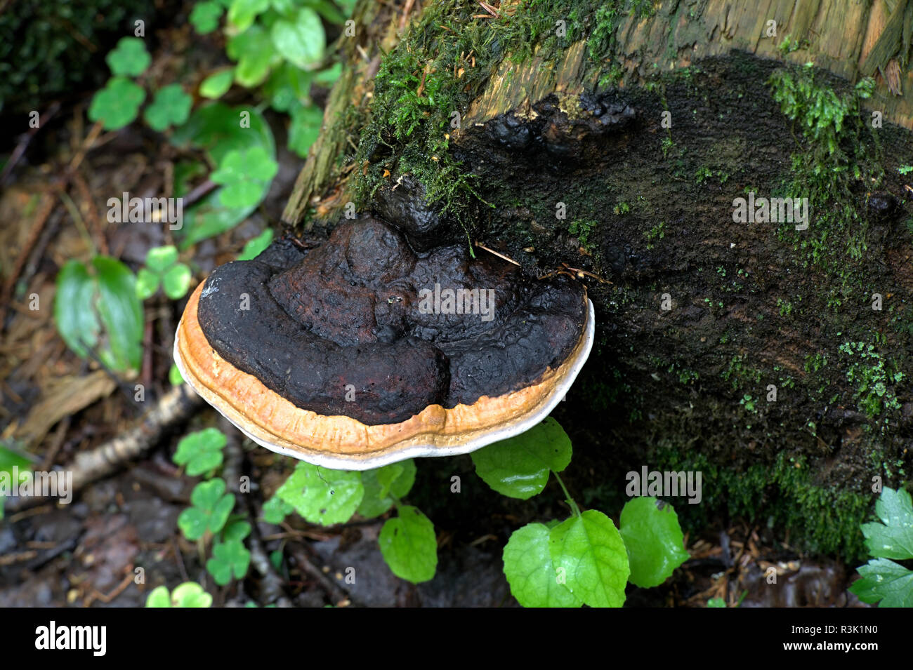 Rot Gurt conk, Fomitopsis pinicola Stockfoto