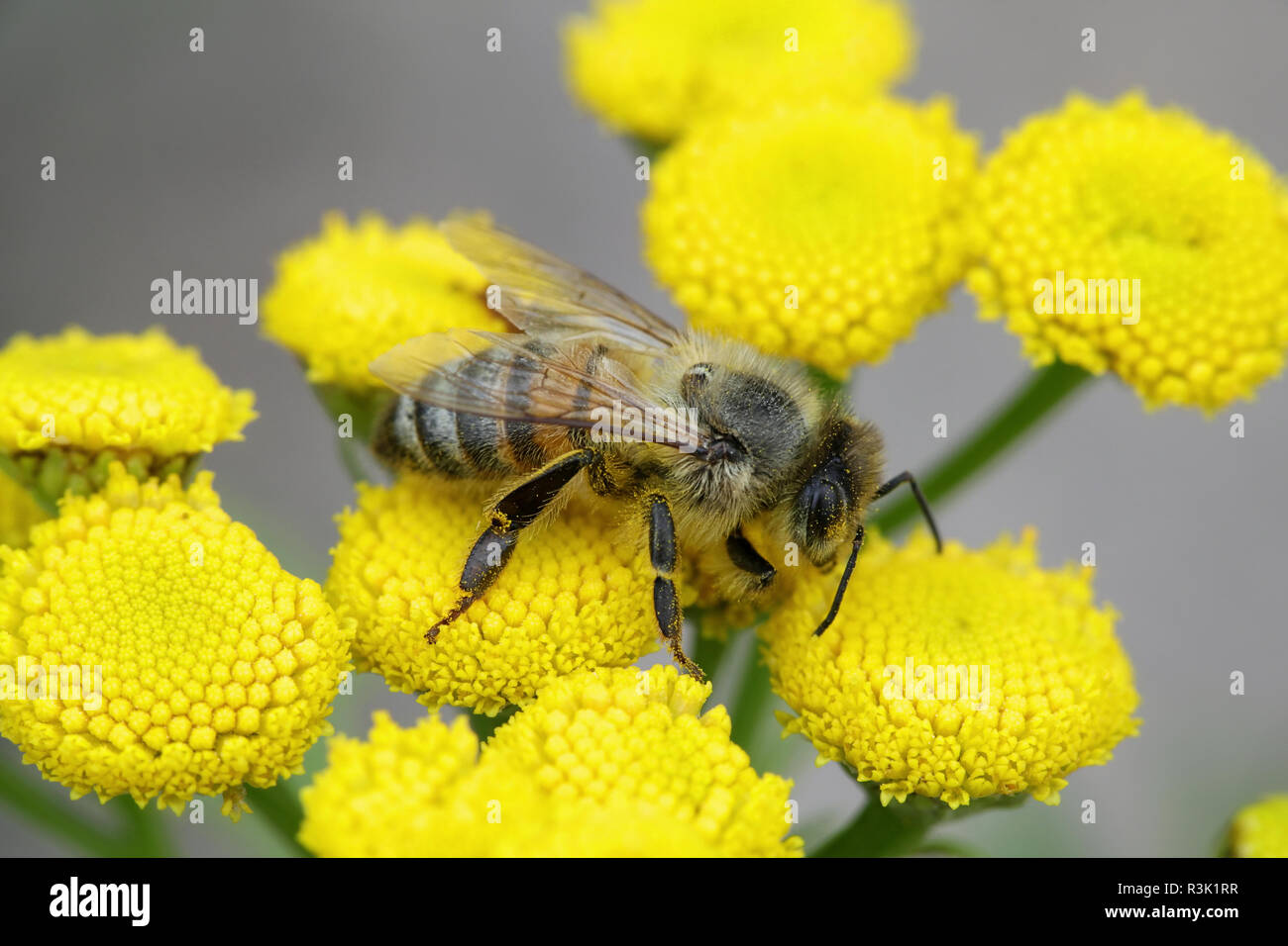 Honigbiene, Apis mellifera, wichtige Bestäuber Stockfoto