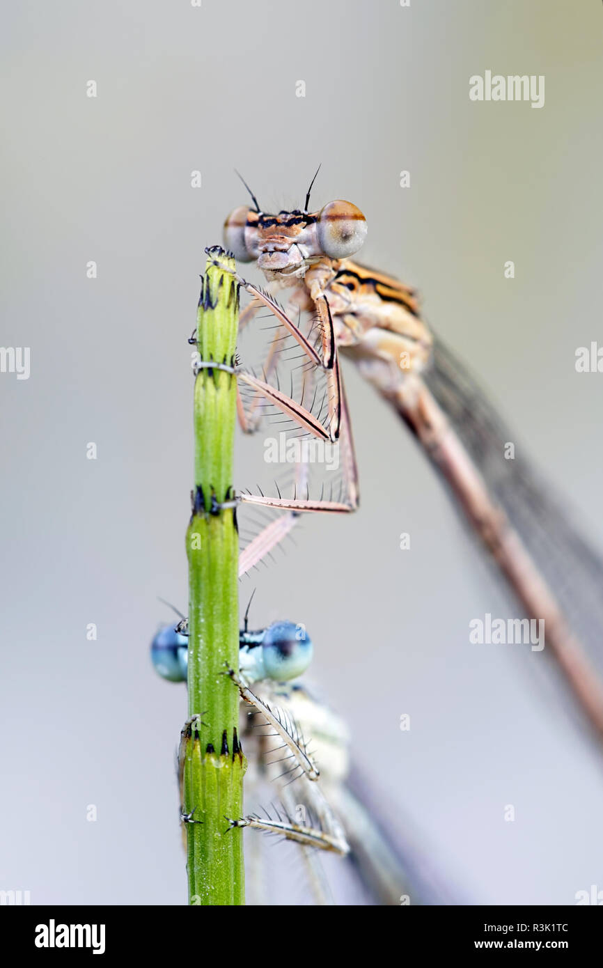 Blau featherleg, auch "white-legged damselfly, Platycnemis pennipes Stockfoto