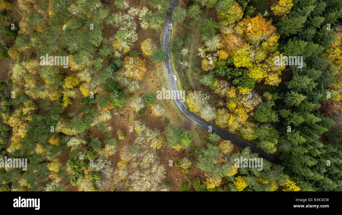 Drone top Aussicht über den Weg in die Landschaft Herbst bend Pinienwald. Stockfoto