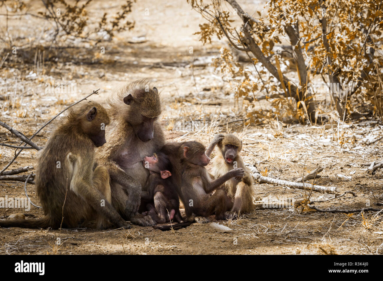 Chacma baboon Familie mit Babys in den Krüger National Park, Südafrika; Gattung Papio ursinus Familie von Fußball oder Handball Stockfoto