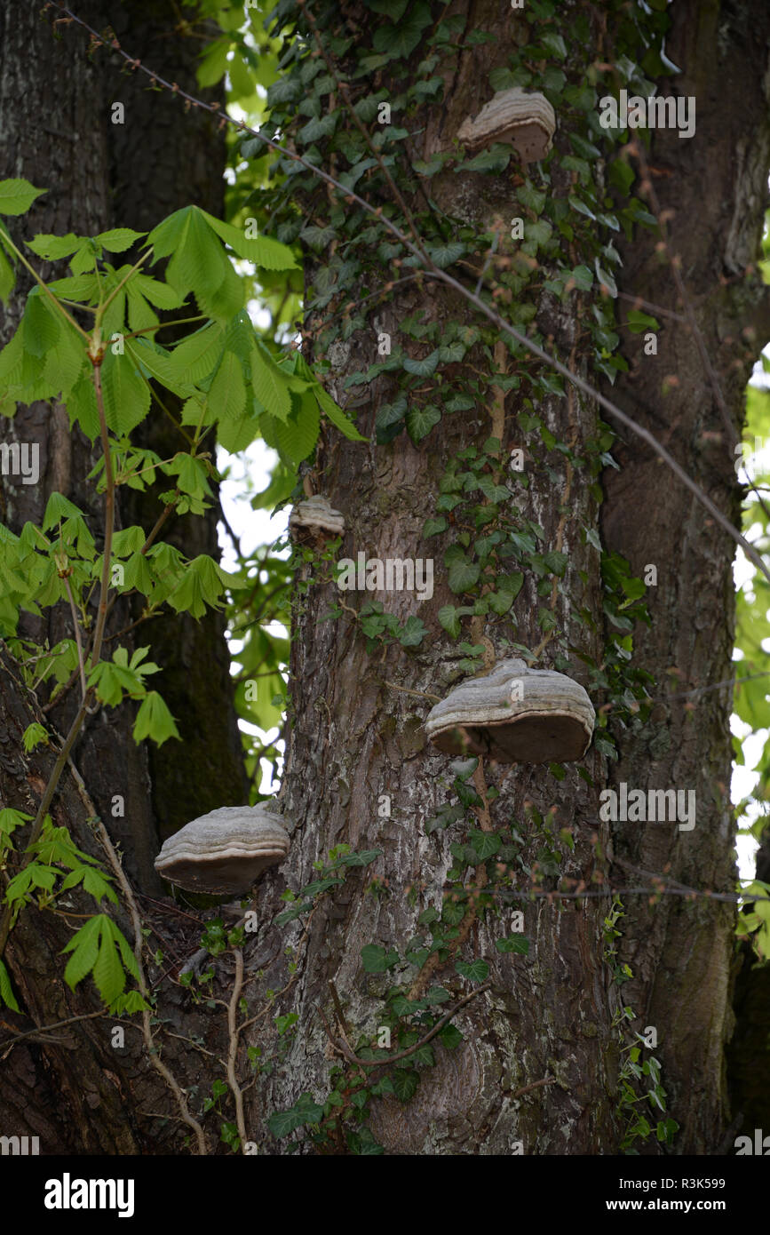 Baumpilz Stockfoto