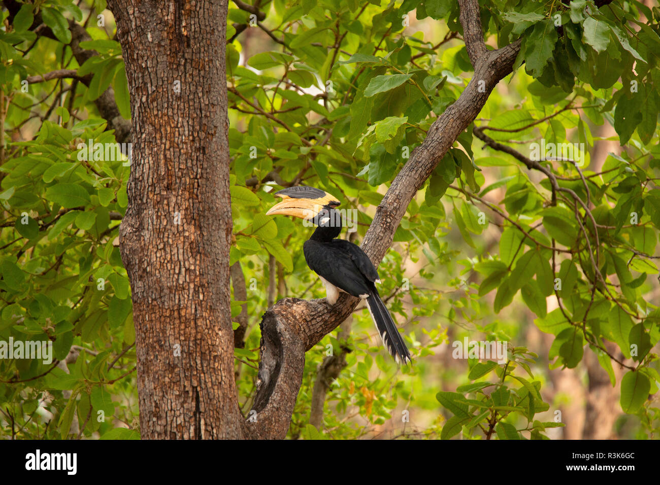 Malabar pied Hornbill, Anthracoceros coronatus, Pench Tiger Reserve, Madhya Pradesh, Indien. Stockfoto