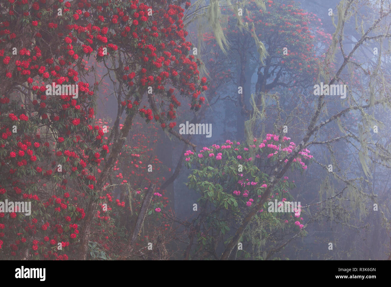 Rhododendren blühen in den Wäldern von Paro-Tal, Bhutan Stockfoto