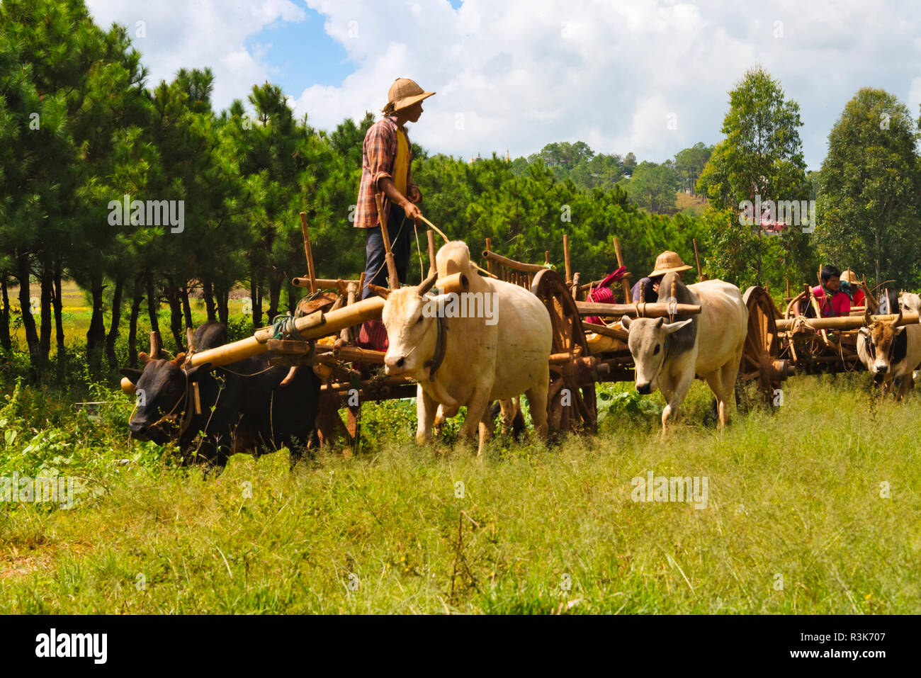 Landwirte fahren Wagen, gezogen von buckligen Rinder, Shan State in Myanmar Stockfoto