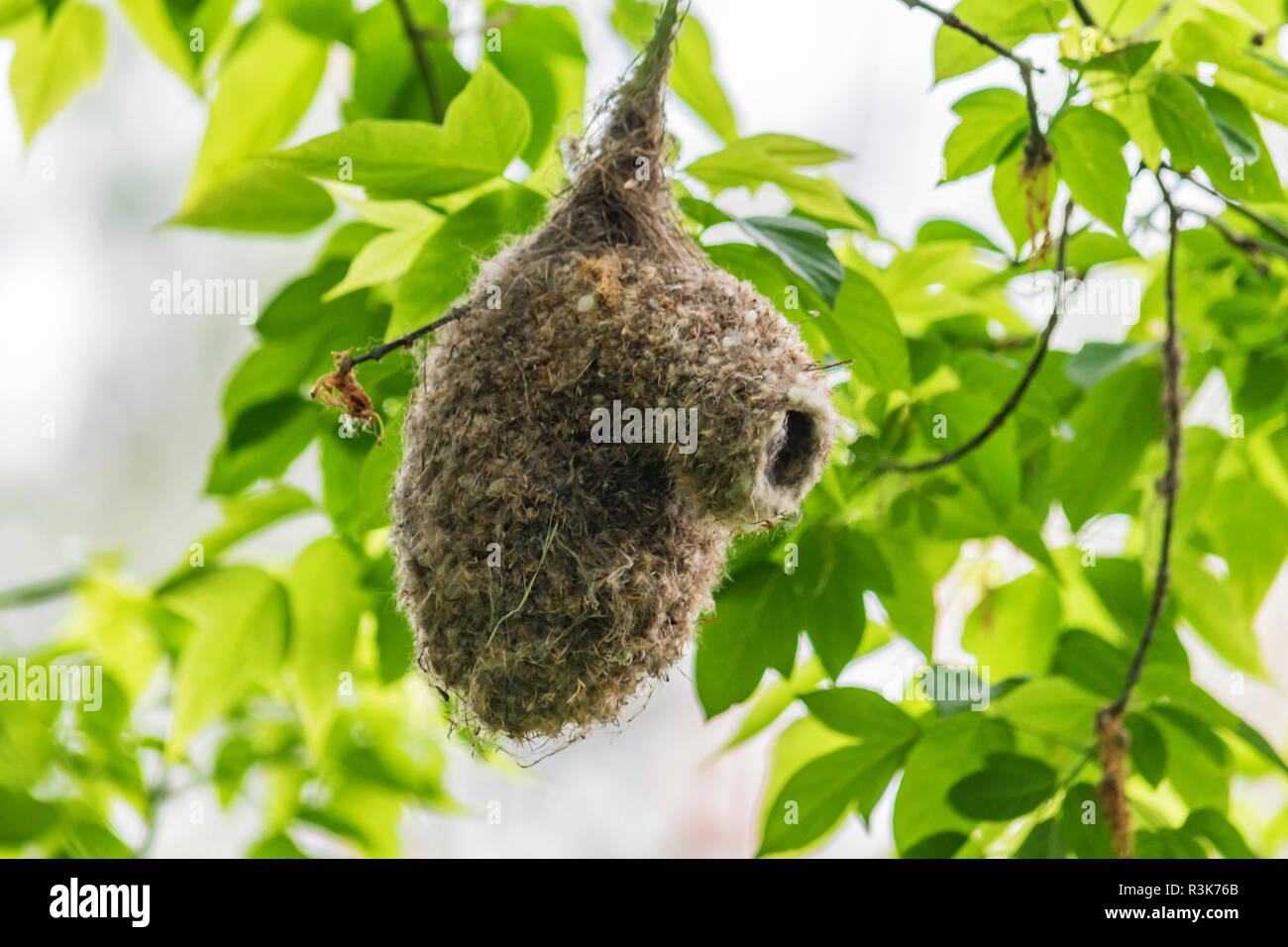 Ein Nest von einem Eurasischen penduline tit oder Remiz pendulinus Stockfoto Ein Nest von einem Eurasischen penduline tit oder Remiz pendulinus Stockfoto