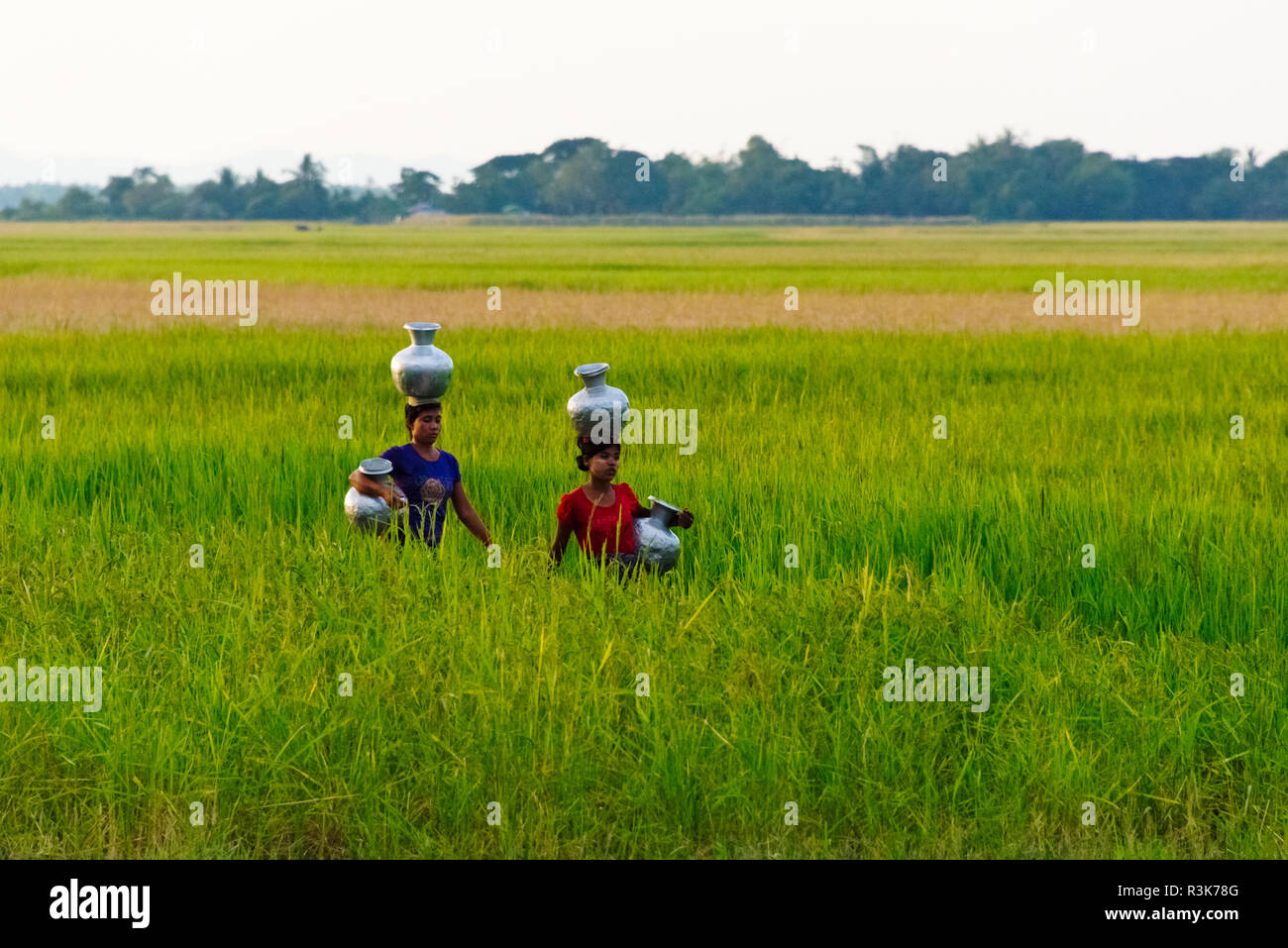 Dorfbewohner tragen Wasser Gläser in Ackerland, Sittwe, Rakhine State in Myanmar Stockfoto