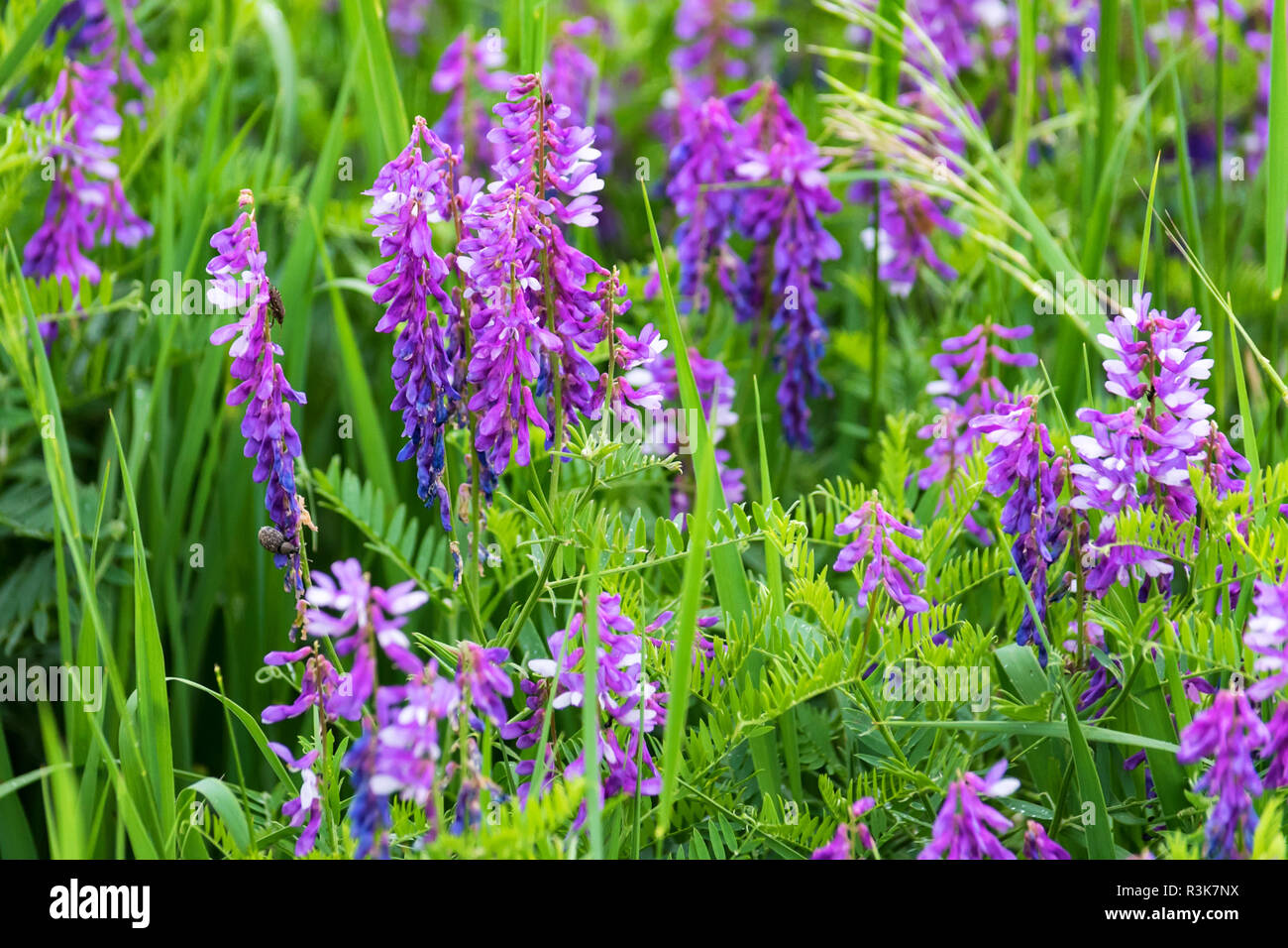 Schöne blühende Vicia tenuifolia im grünen Gras Stockfoto