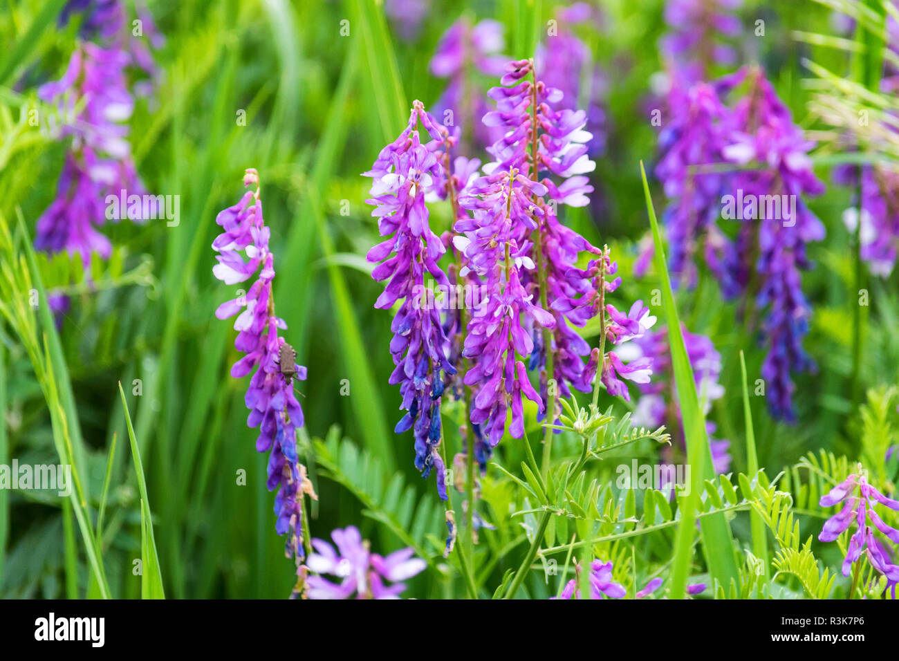 Schöne blühende Vicia tenuifolia im grünen Gras Stockfoto