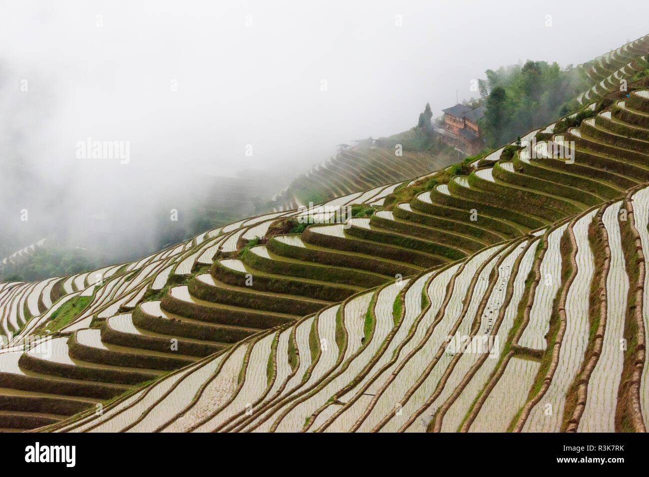 Wasser gefüllt Reisterrassen im Morgennebel im Berg, Dazhai, Guangxi Provinz, China Stockfoto