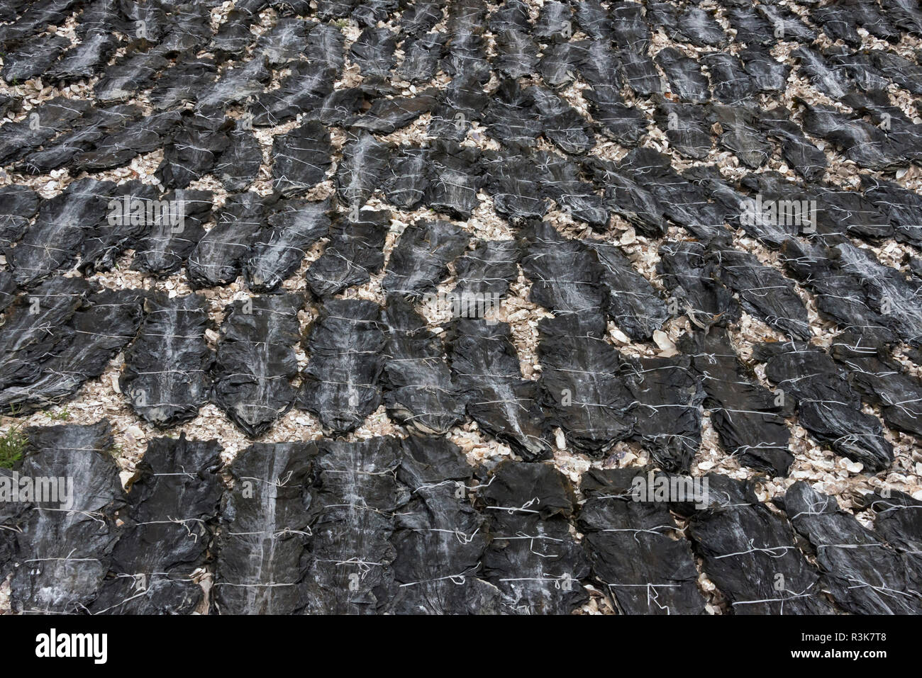Trocknung von Algen am Strand entlang der Küste von East China Sea, Xiapu, Provinz Fujian, China Stockfoto