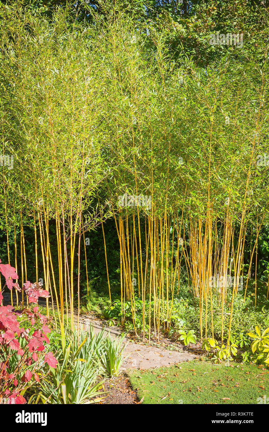 Gelb - aufgehaltene Bambus Pflanzen Flanke einen schmalen Garten weg Passage aus einem Abschnitt der Garten über einen anderen in Großbritannien unterstreichen Stockfoto