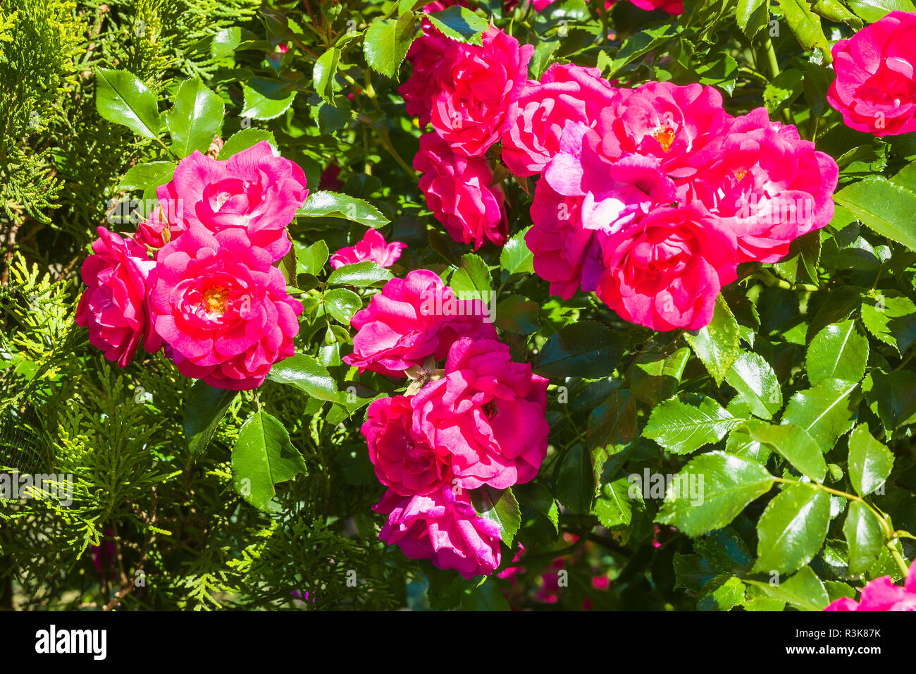 Rosa Blume Teppich Pink mit Cluster-blühenden Gewohnheit eindrucksvolle Anzeige Stockfoto