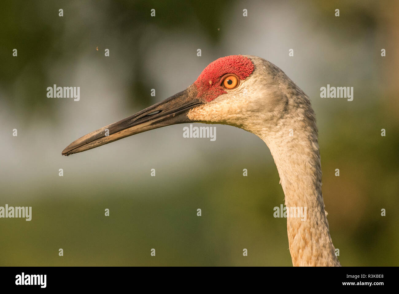 Eine wilde Sandhill Crane (Grus canadensis) ein wandernder Vogel, der in Wisconsin zu bestimmten Zeiten des Jahres üblich ist. Stockfoto