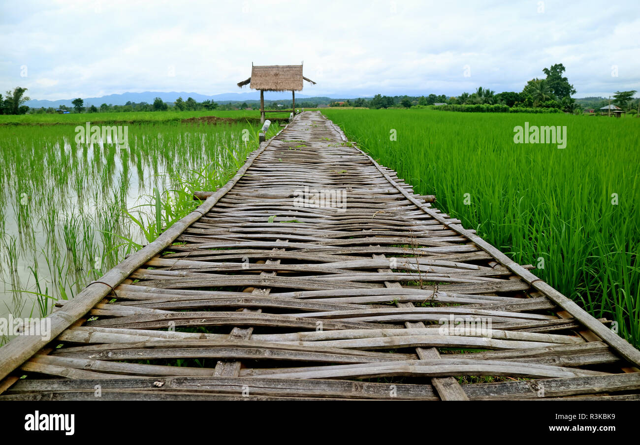 Bambus Boardwalk über Pulsierende grüne Reisfelder, die zu den Strohdachpavillon, Nan Provinz Stockfoto
