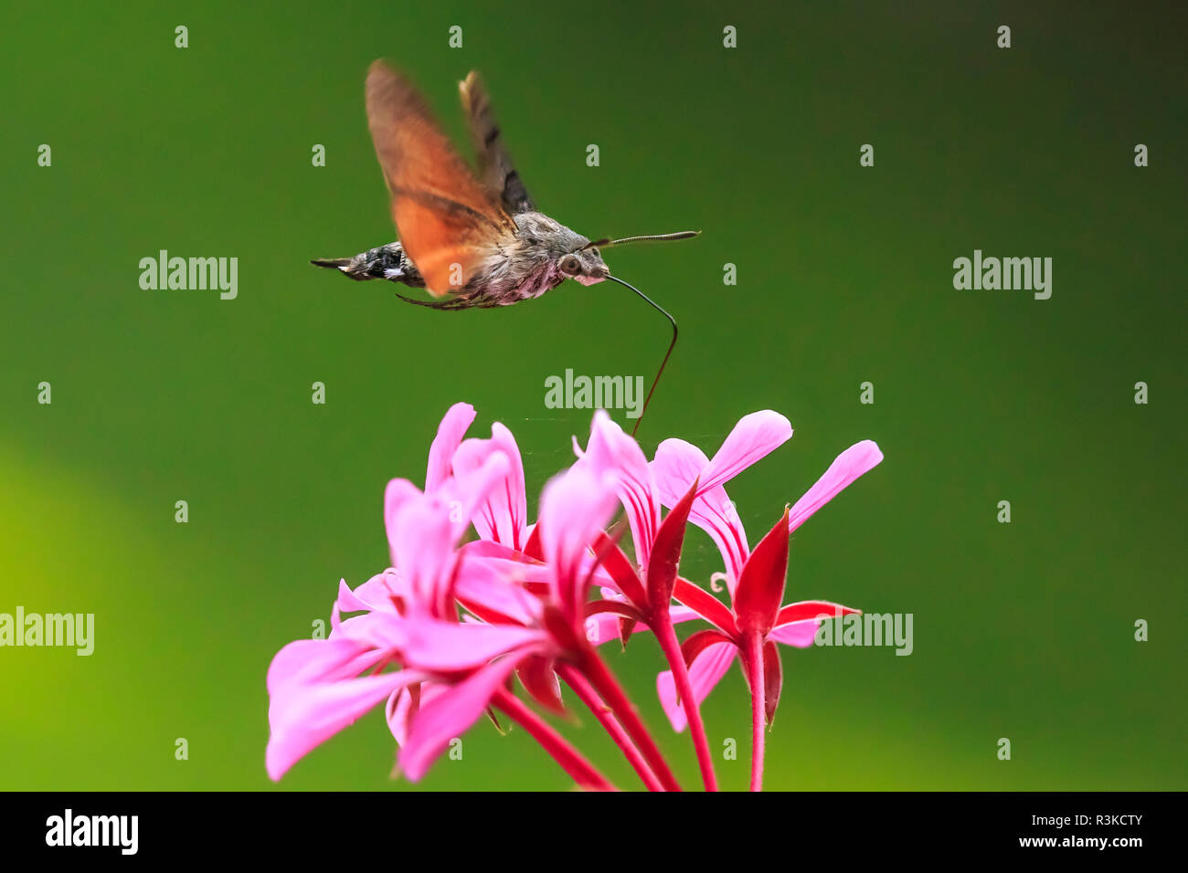 Seitenansicht der ein Kolibri Falke-Motte (Macroglossum Stellatarum) Fütterung auf eine rosa Blume in einer lebhaften Wiese Stockfoto