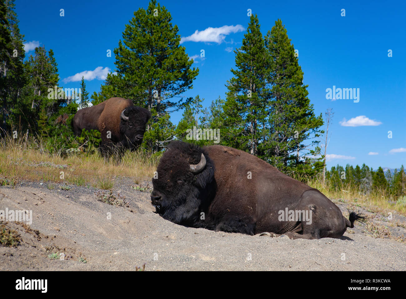 Die Bisons im Yellowstone National Park, Wyoming. USA. Der Yellowstone Park Herde Bisons im Yellowstone National Park ist wahrscheinlich der älteste und größte Stockfoto