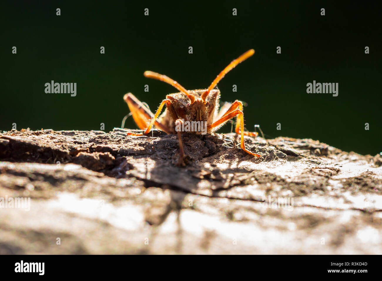 Western Nadelbaum same Bug Insekt, Leptoglossus occidentalis, oder WCSB, Krabbeln auf Holz in hellem Sonnenlicht Stockfoto