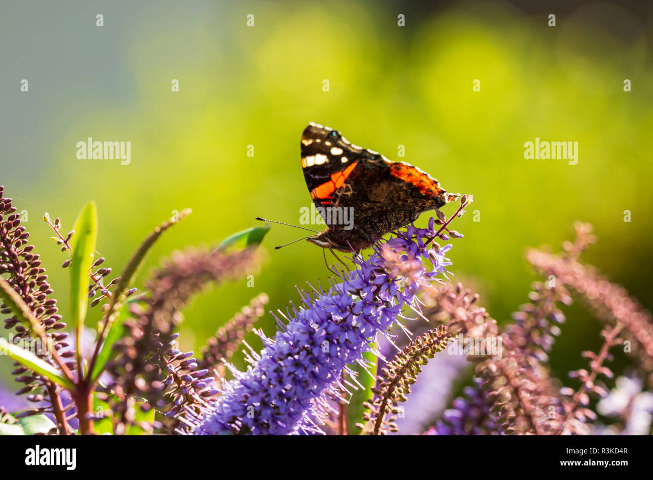 Red Admiral Schmetterling, Vanessa atalanta, Fütterung Nektar auf lila Blumen in einem Garten. Stockfoto