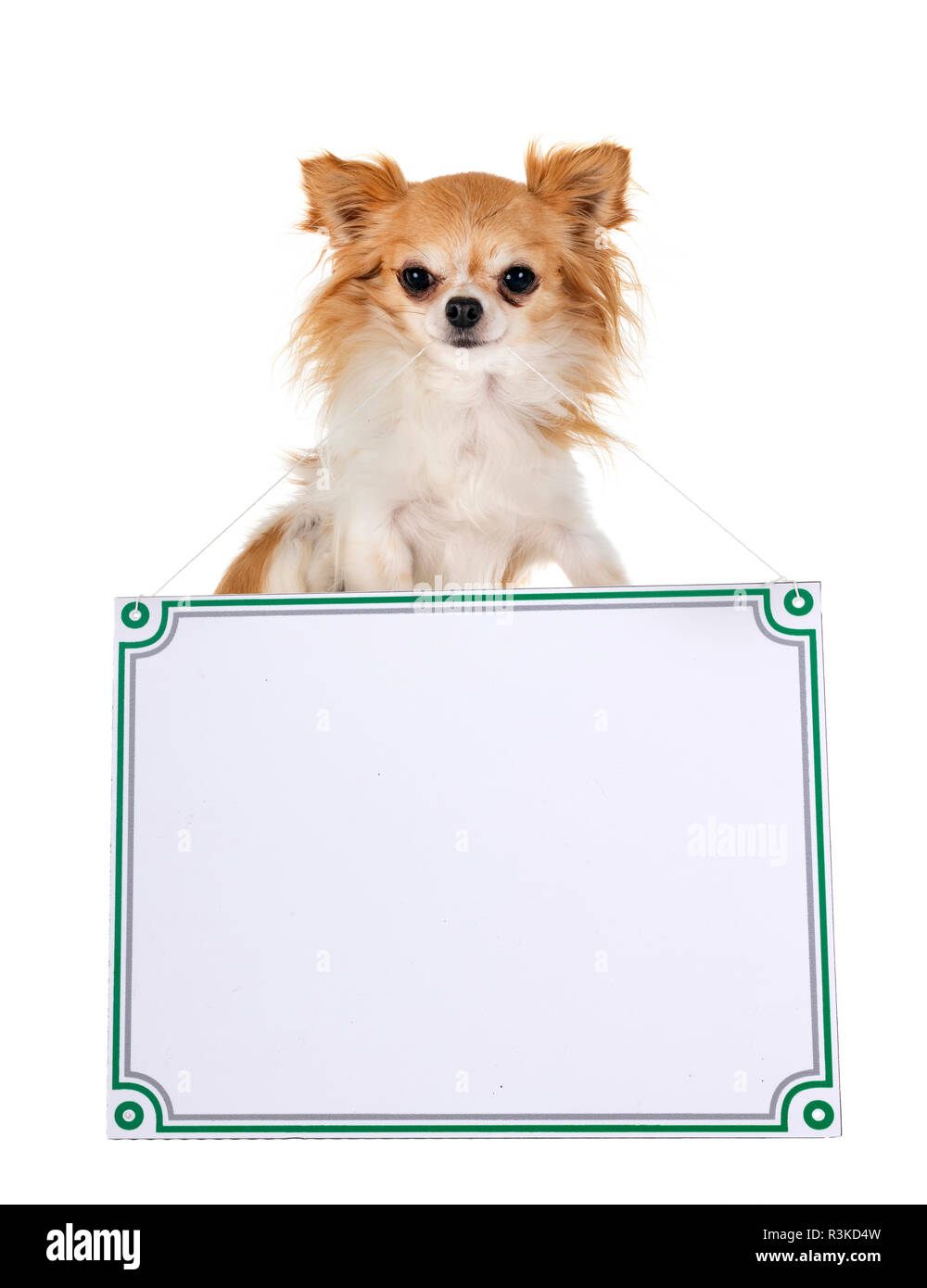 Little Chihuahua und vor weißem Hintergrund Stockfoto