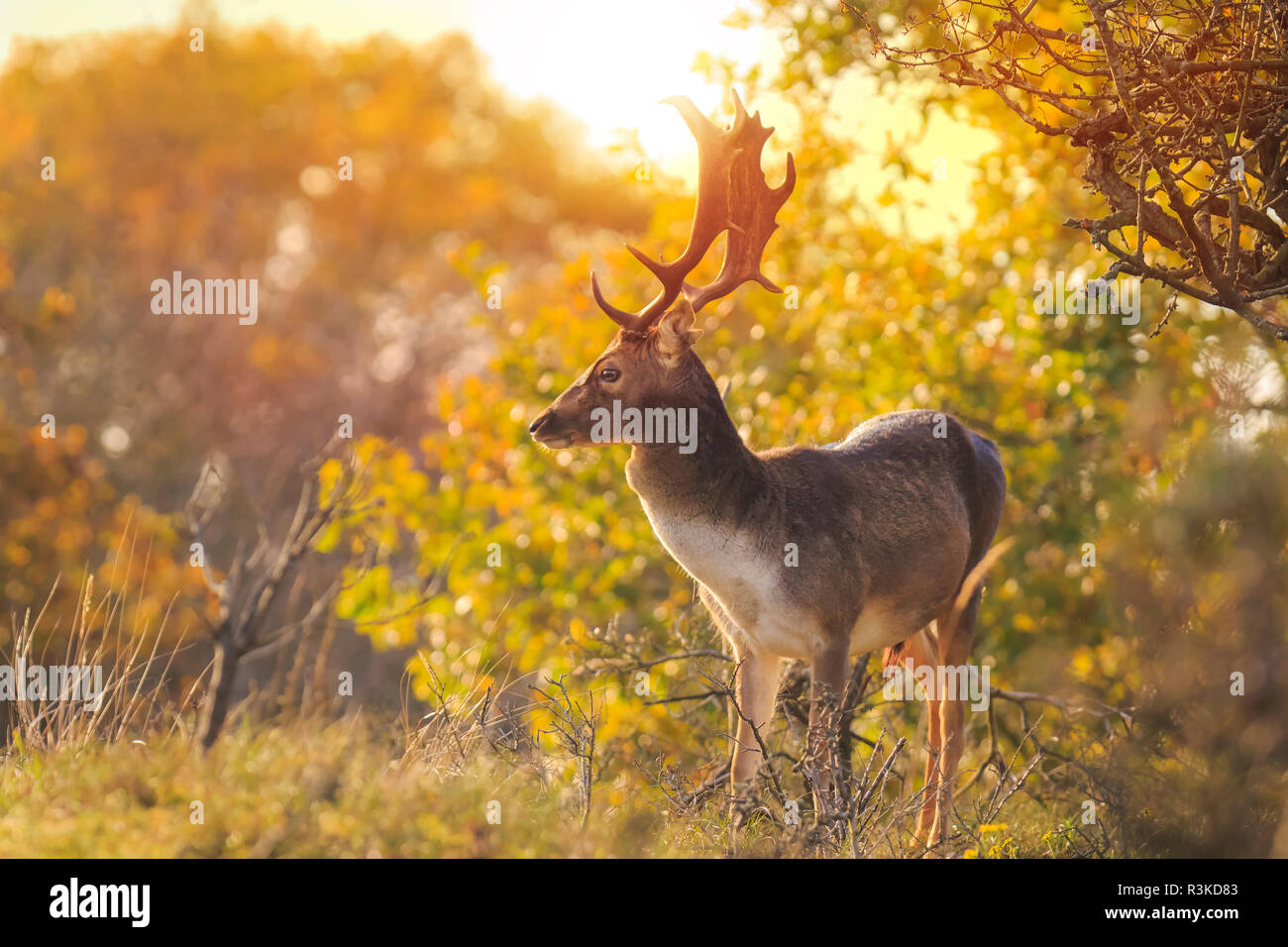 Damwild Dama Dama Männchen mit großen Geweih während der Brunftzeit. Im Herbst Sonnenlicht und Natur Farben sind eindeutig auf dem Hintergrund sichtbar. Stockfoto