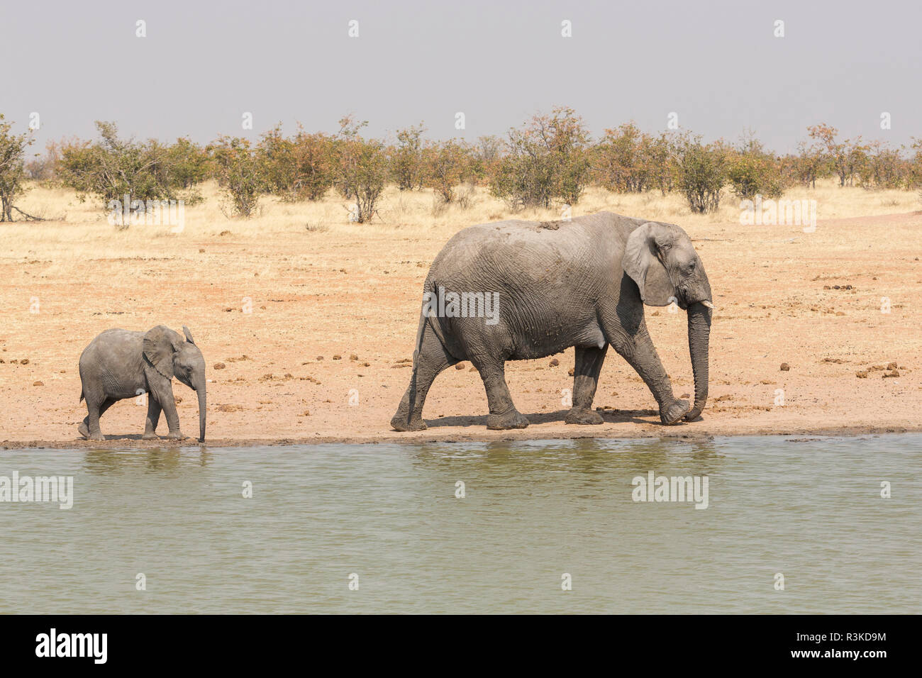 Namibia, ein Baby Elephant Fortschritte, um mit Mama zusammen ein Wasserloch im Etosha National Park halten. Stockfoto