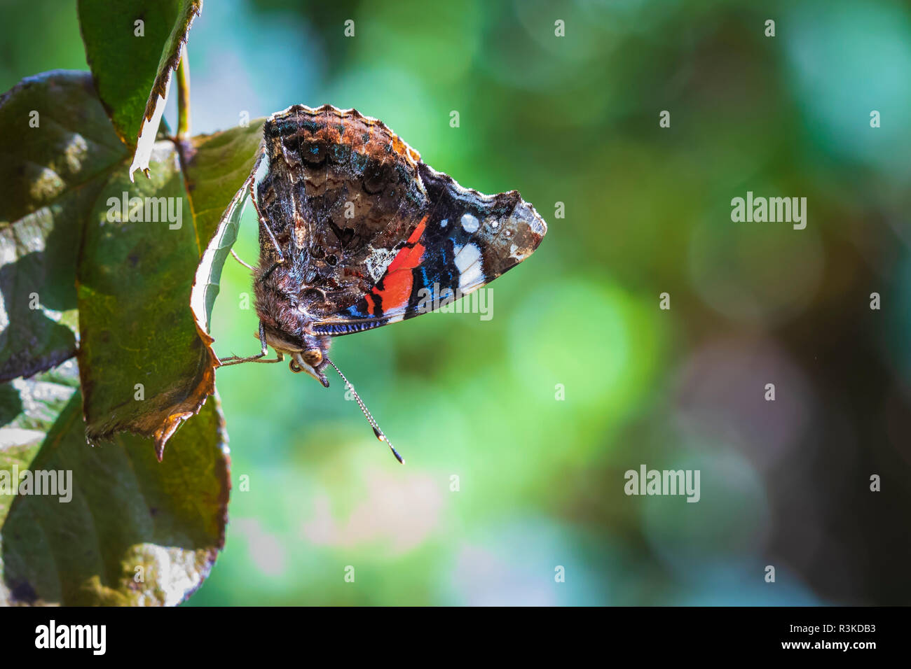 Red Admiral Schmetterling, Vanessa atalanta, ruht auf treibt in einem Wald Stockfoto